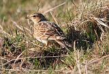 IMG_3721_bentn_dk