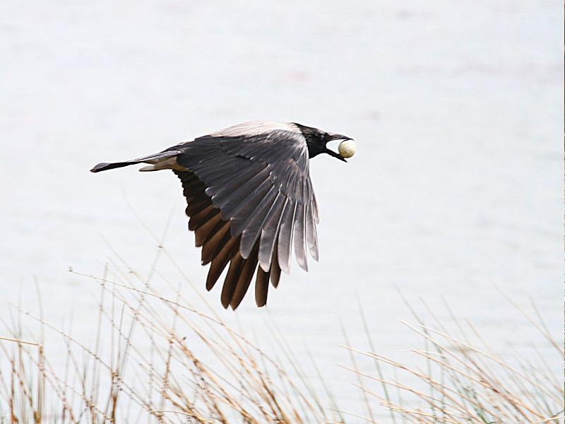 lappedykker_krage011_bentn_dk.jpg - ...og her flyver gråkragen så bort med ægget ...   (Jægersborg Dyrehave 13 maj 2013)
