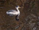 IMG_0155_bentn_dk