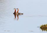 IMG_1736_bentn_dk