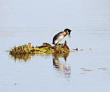 IMG_1833_bentn_dk