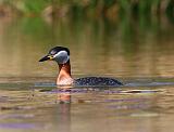 IMG_3392_bentn_dk