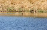 IMG_4821_bentn_dk