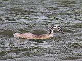 IMG_6110_bentn_dk
