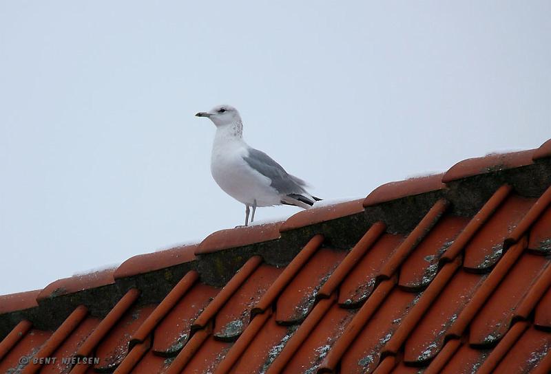 P1190161_bentn_dk.jpg - Gadekæret 18 Feb. 2009.- Stormmåge