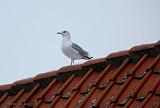 P1190161_bentn_dk