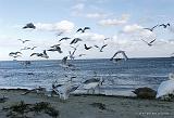 P2028007_bentn_dk