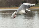 P3232287_bentn_dk