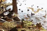 PC045756_bentn_dk