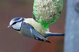 P1110577_bentn_dk