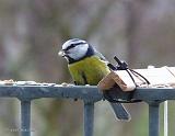 P1120217_bentn_dk
