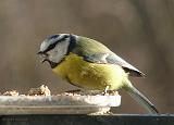 P1250354_bentn_dk