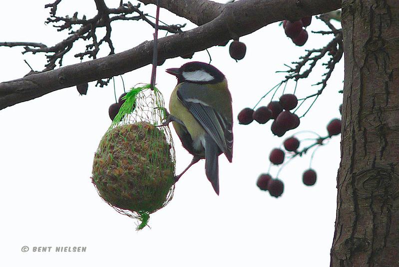 P1090209_bentn_dk.jpg
