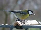 P1120215_bentn_dk