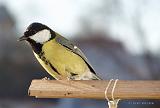 P1140622_bentn_dk