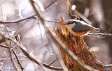 IMG_0712_bentn_dk