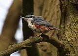 IMG_9266_bentn_dk