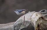 P4013038_bentn_dk