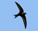 IMG_0051_bentn_dk