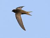IMG_6106_bentn_dk