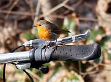 IMG_0212_bentn_dk