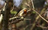 IMG_6475_bentn_dk