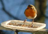 P1180113_bentn_dk