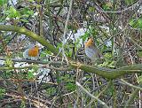 P1340912_bentn_dk