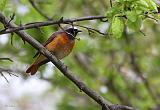 IMG_4714_bentn_dk