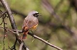 IMG_4818_bentn_dk