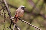 IMG_4829_bentn_dk