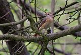 IMG_5776_bentn_dk