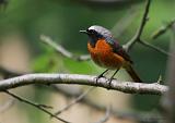 IMG_8470_bentn_dk