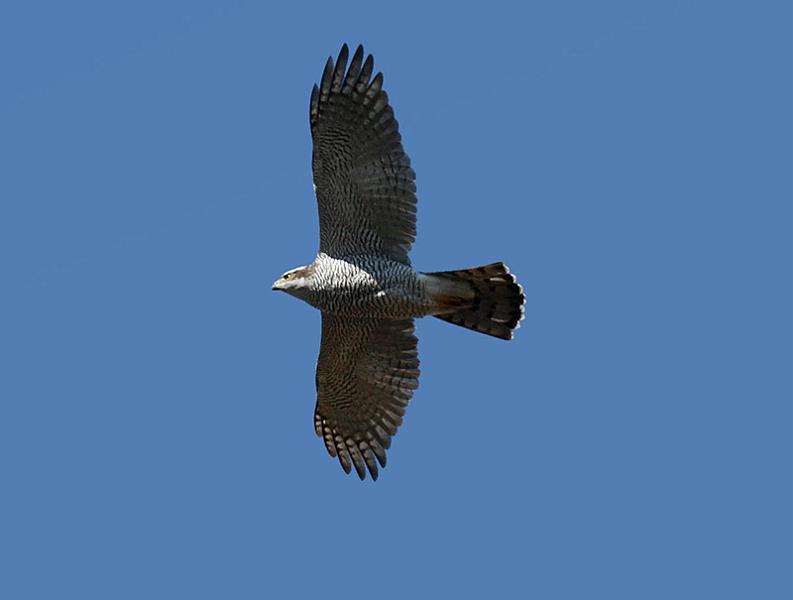 IMG_8937_bentn_dk.jpg - Lundtofte 4 april 2013