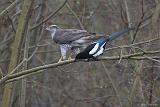 IMG_3903_bentn_dk
