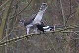 IMG_3906_bentn_dk