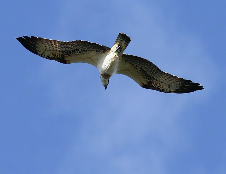 IMG_6128_bentn_dk.jpg - Furesøen 8 oktober 2012