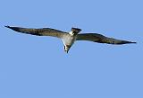 IMG_5925_bentn_dk