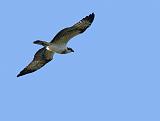IMG_5984_bentn_dk