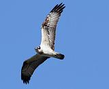 IMG_6020_bentn_dk