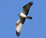 IMG_6021_bentn_dk