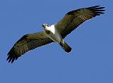 IMG_6086_bentn_dk