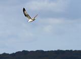 IMG_6220_bentn_dk