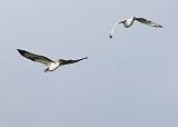 IMG_6233_bentn_dk