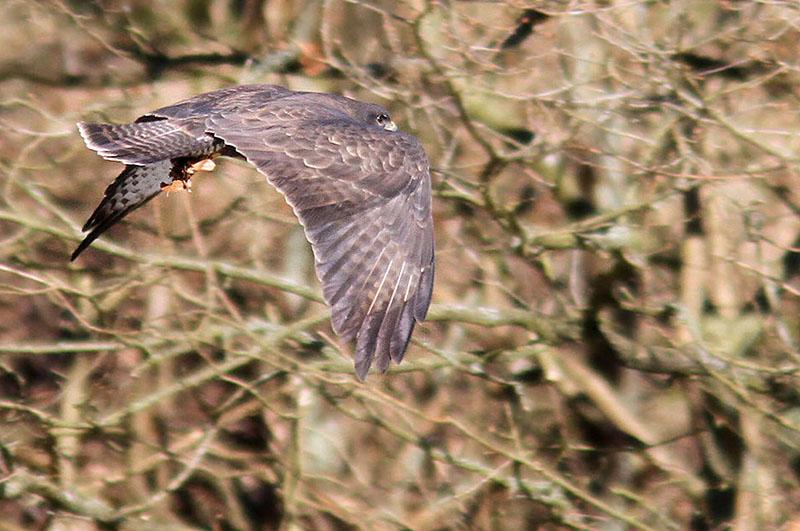 IMG_1720_bentn_dk.jpg - Lundtofte 5 april 2012.- Den kom flyvende ud fra et skov-område nær Mølleåen