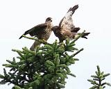 IMG_0426_bentn_dk