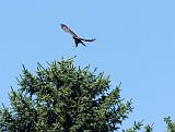 IMG_1135_bentn_dk