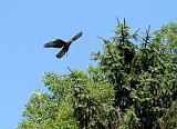 IMG_1163_bentn_dk
