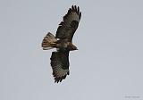 IMG_4719_bentn_dk