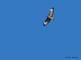 P1170995_bentn_dk